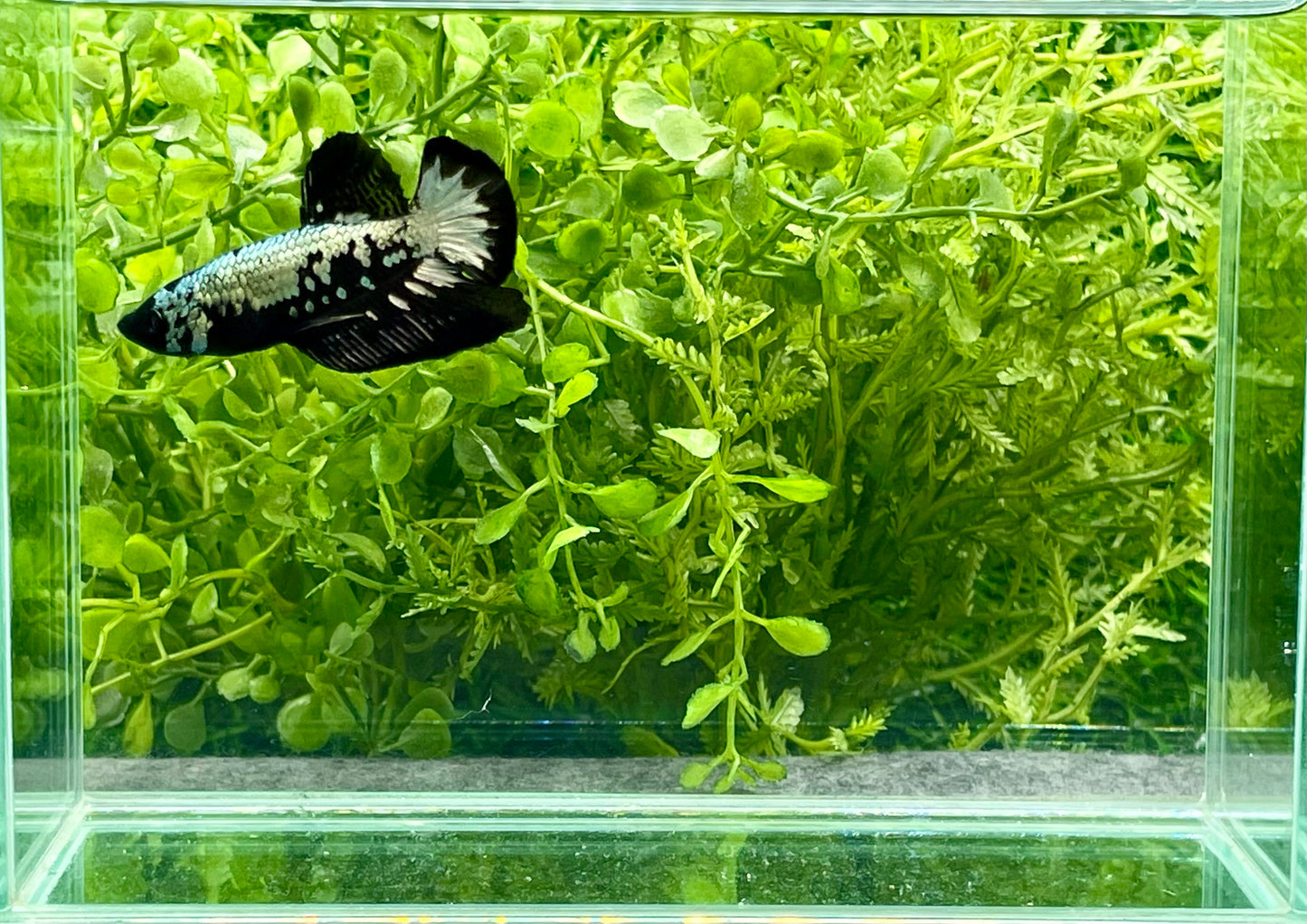 Samurai Halfmoon Plakat Male (184)