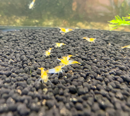 Yellow Rili Shrimp