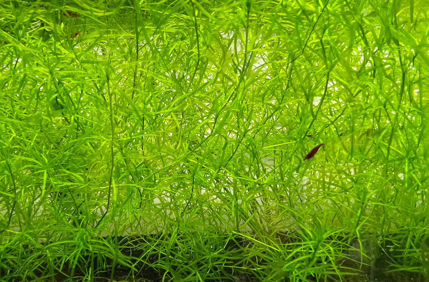 Guppy Grass (Najas guadalupensis)