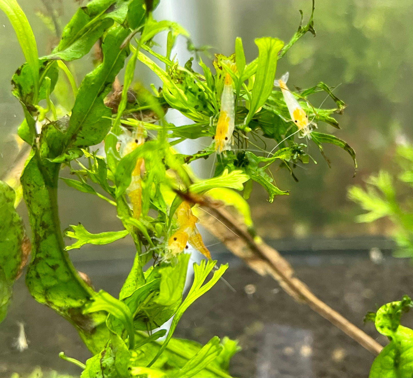 Yellow Rili Shrimp