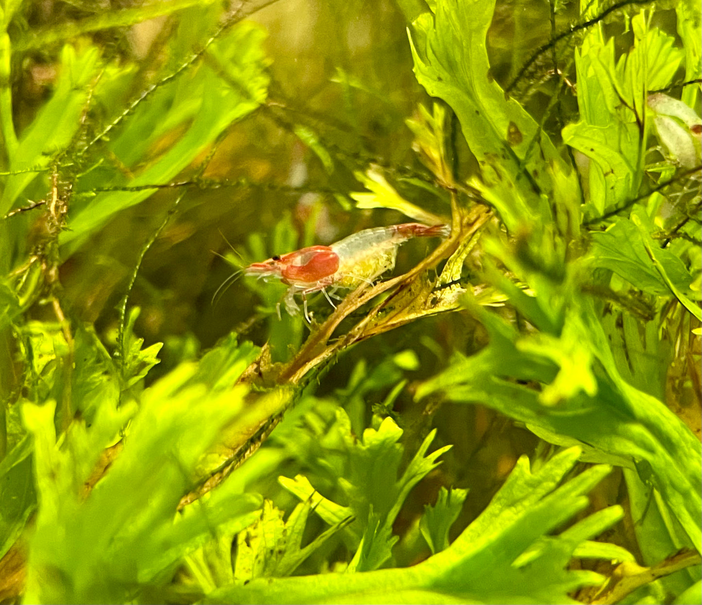 Red Rili Shrimp