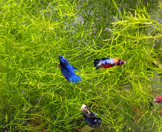 Guppy Grass (Najas guadalupensis)