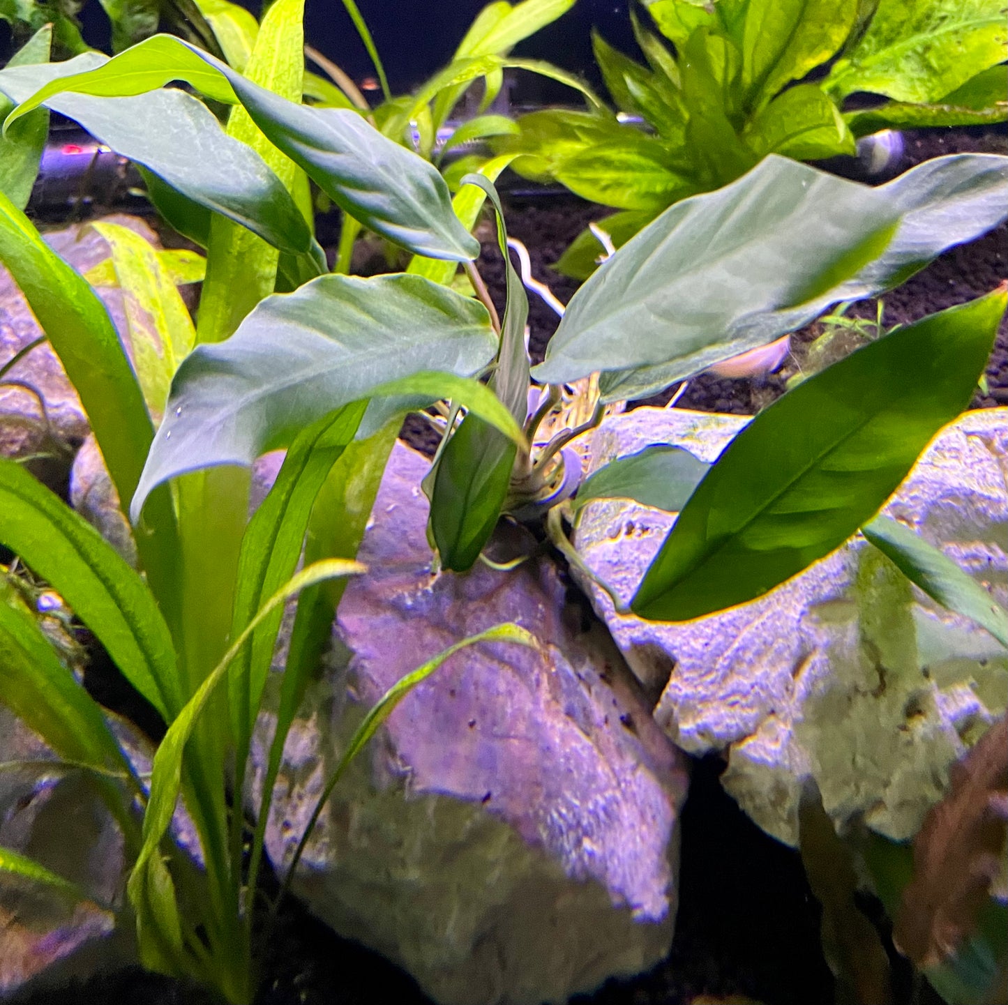 Anubias Minima (MD)