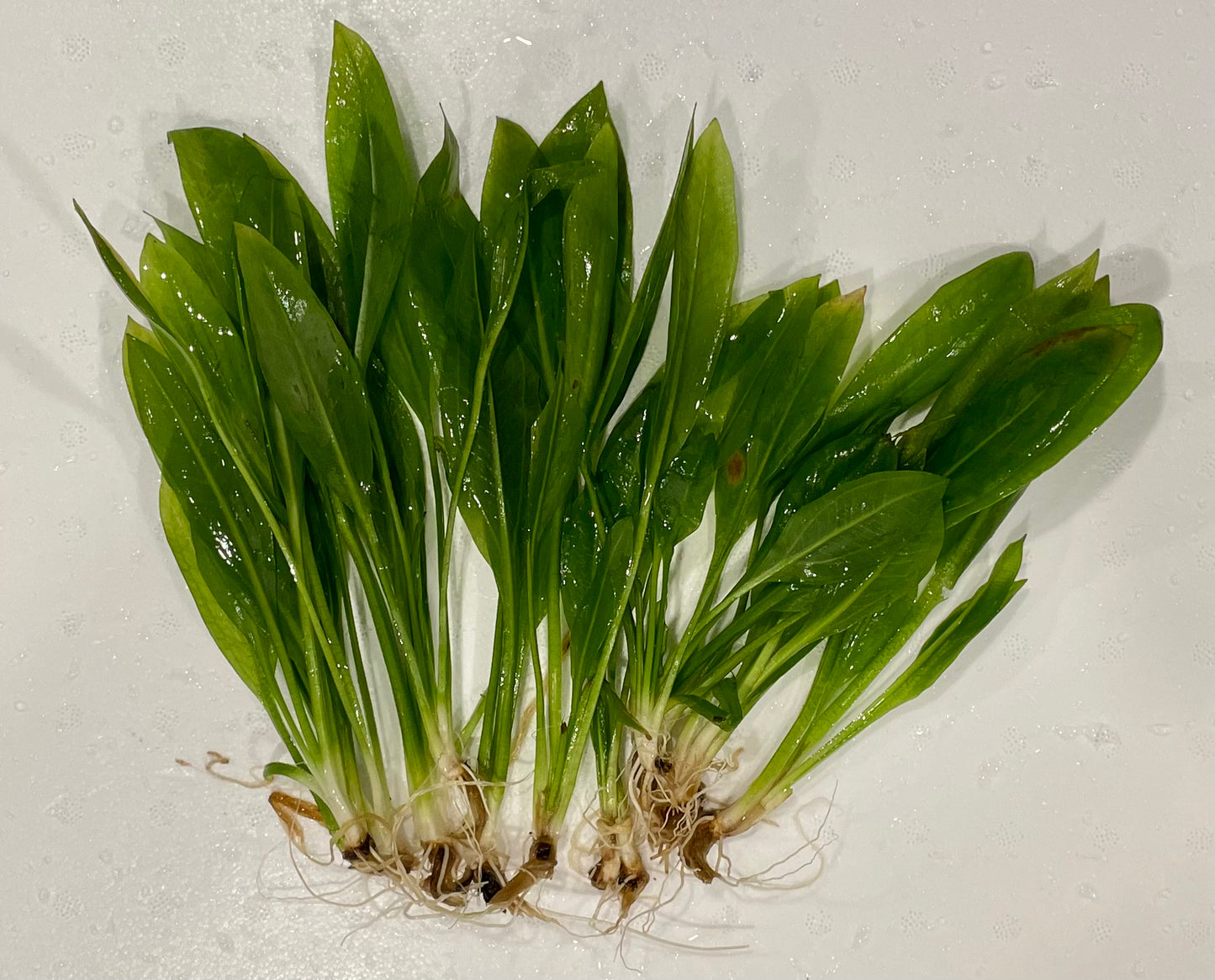 Amazon Sword (Echinodorus grisebachii)