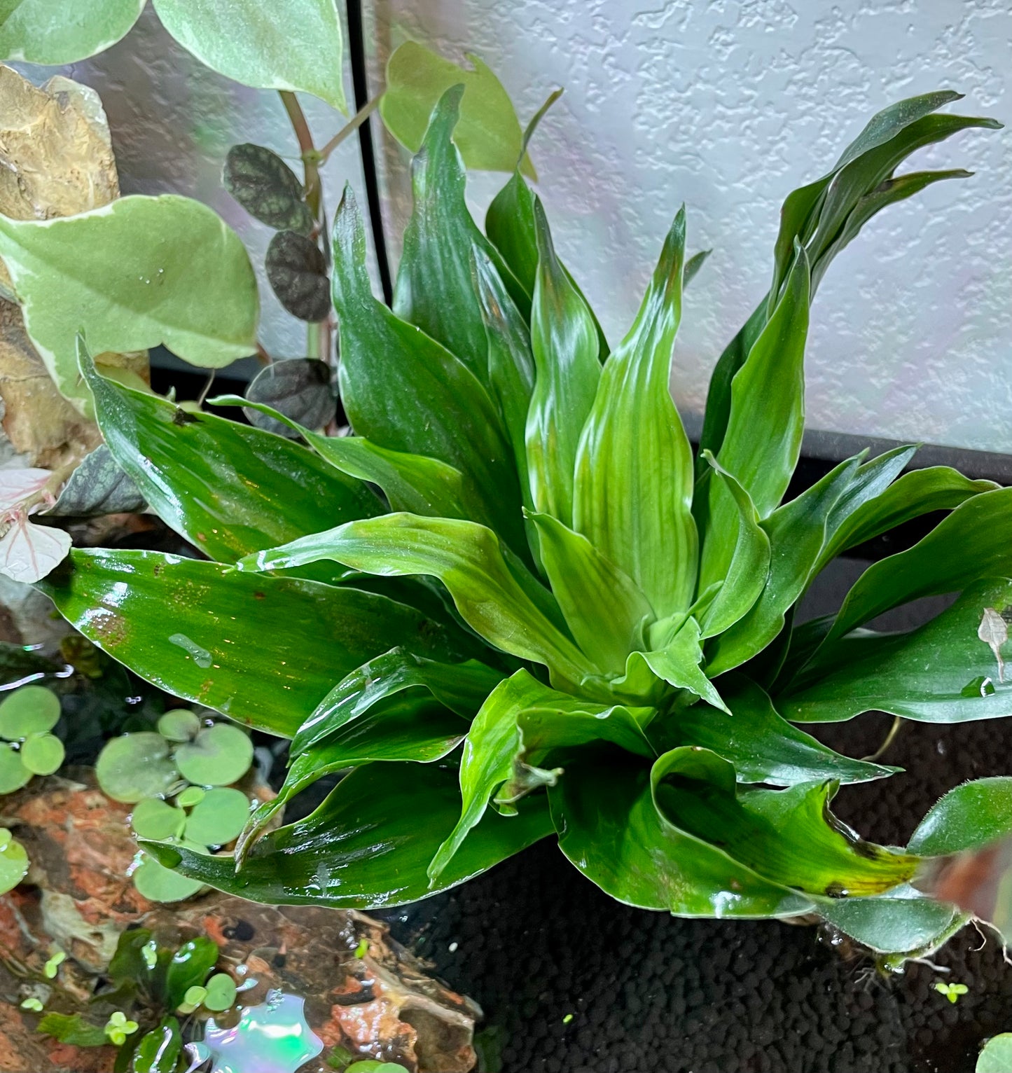 Dracaena Compacta 'Pineapple Plant'