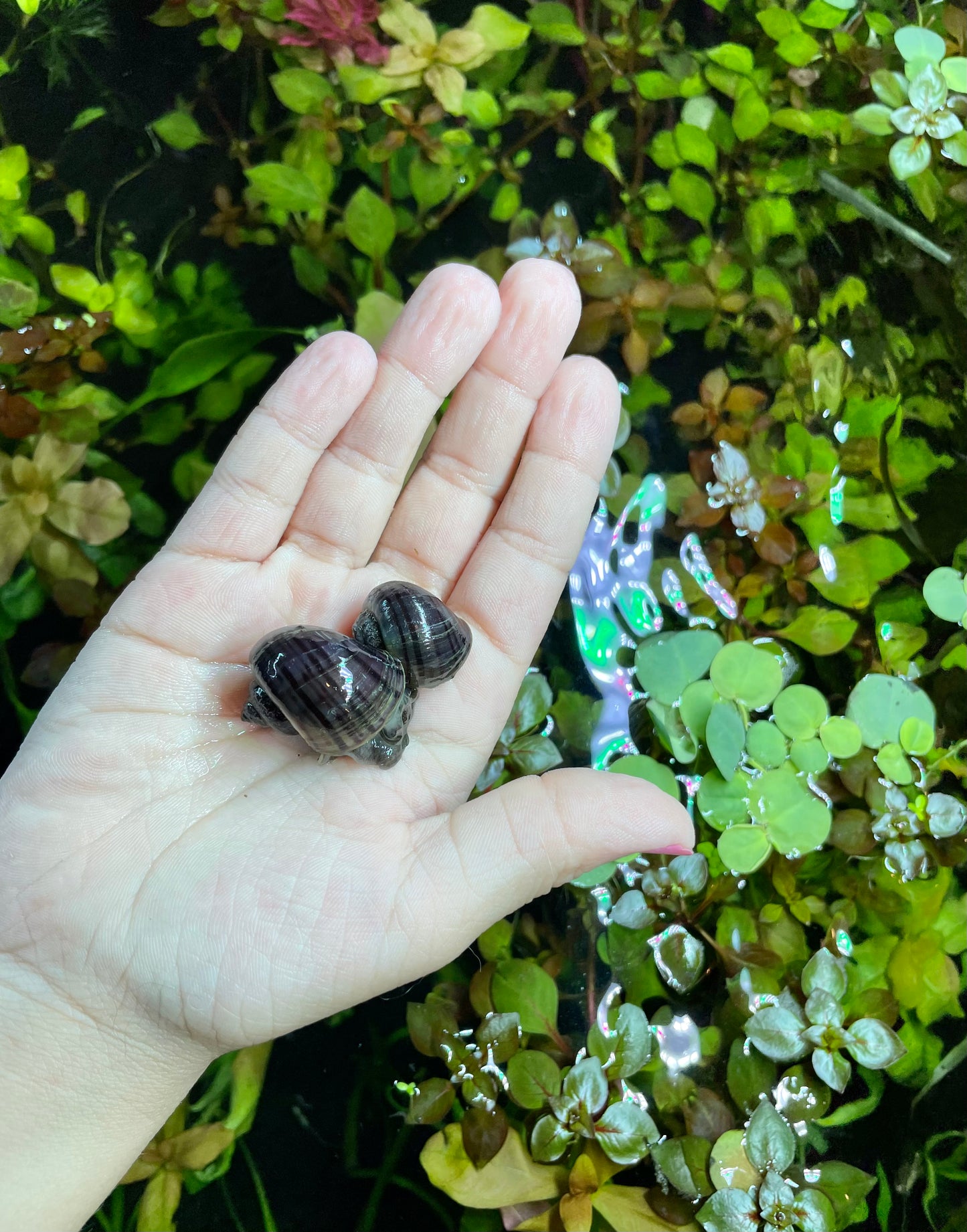 Purple Mystery Snail  (POMACEA BRIDGESII)