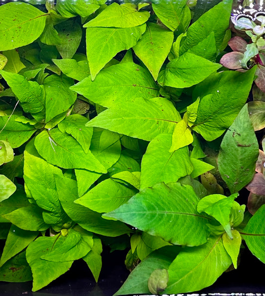 Hygrophila 'Compacta' (Hygro corymbosa v. 'Compacta')