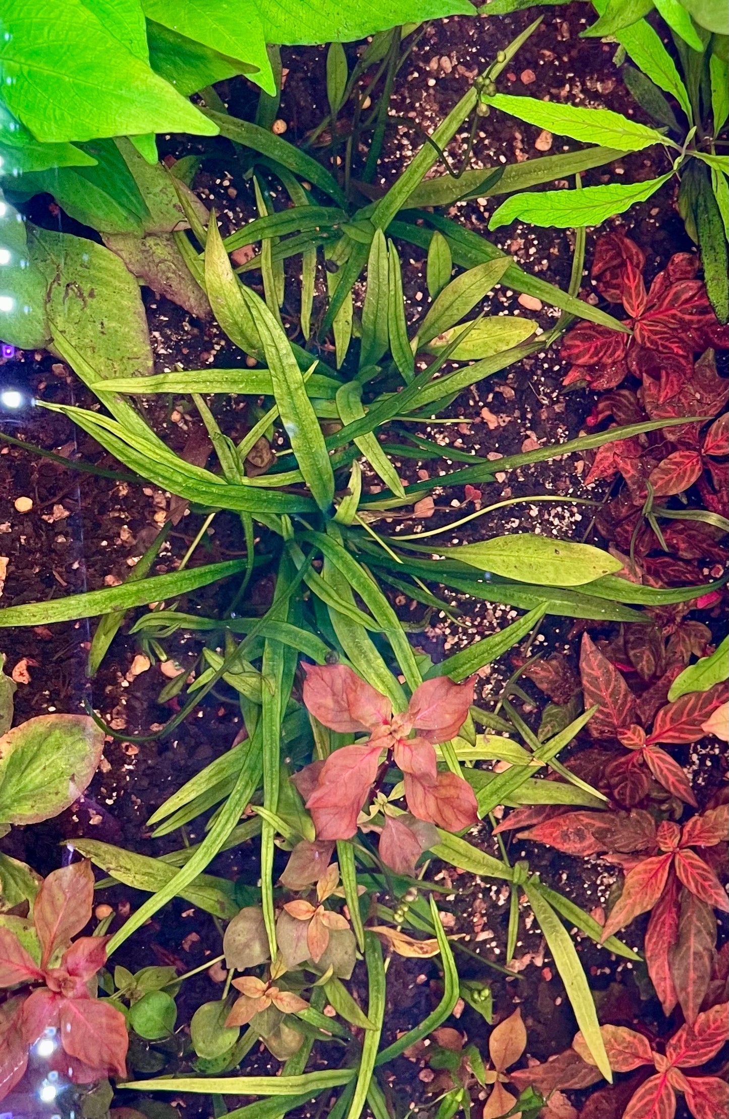 Chain Sword, Broadleaf (Echinodorus quadracostatus)