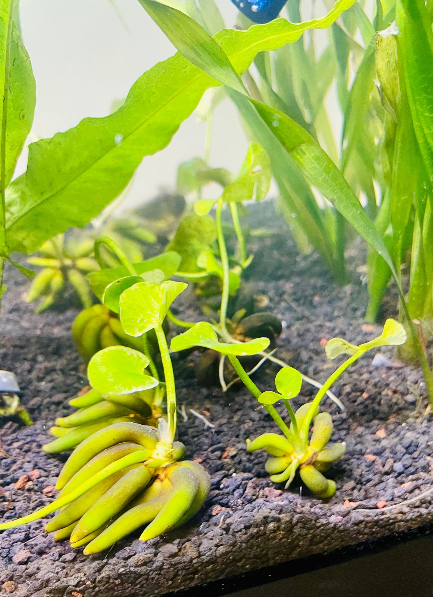 Bannana Lily (Nymphoides Aquatica)