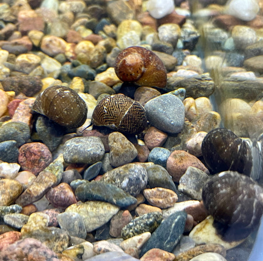 Nerite Snail (Neritina natalensis)