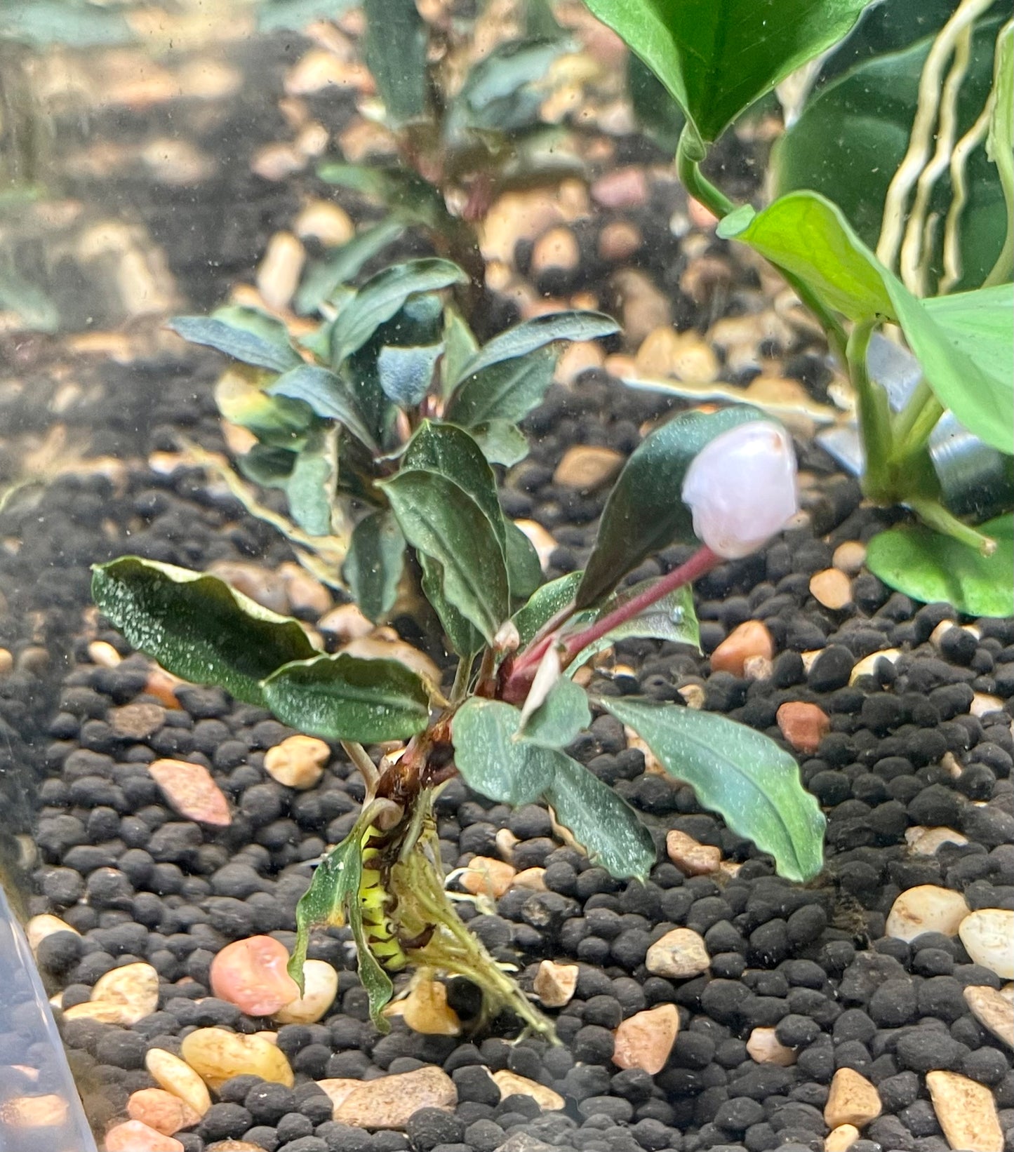 Bucephalandra "Red Mini"