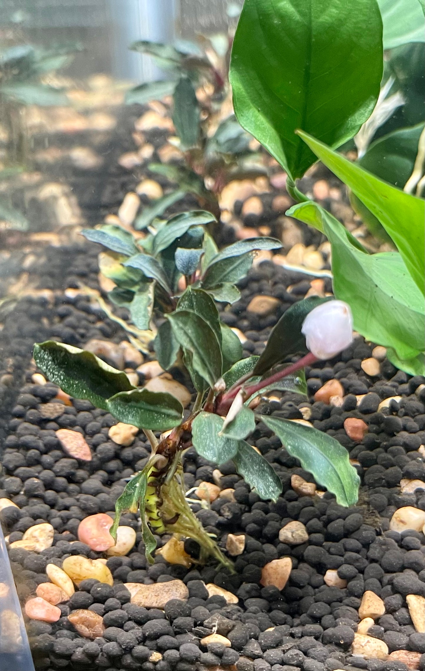 Bucephalandra "Red Mini"