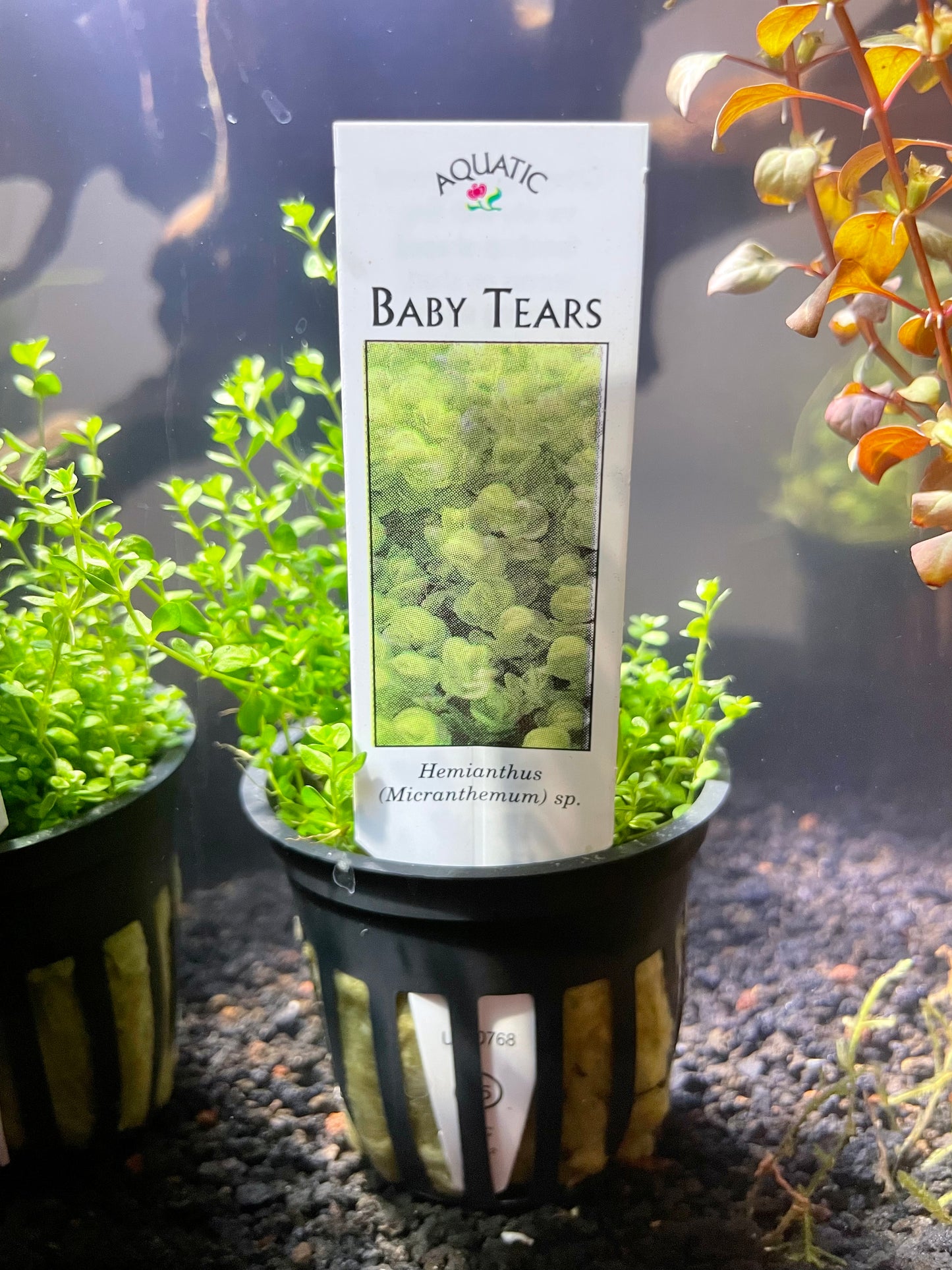 Baby Tears (Hemianthus micranthemum)