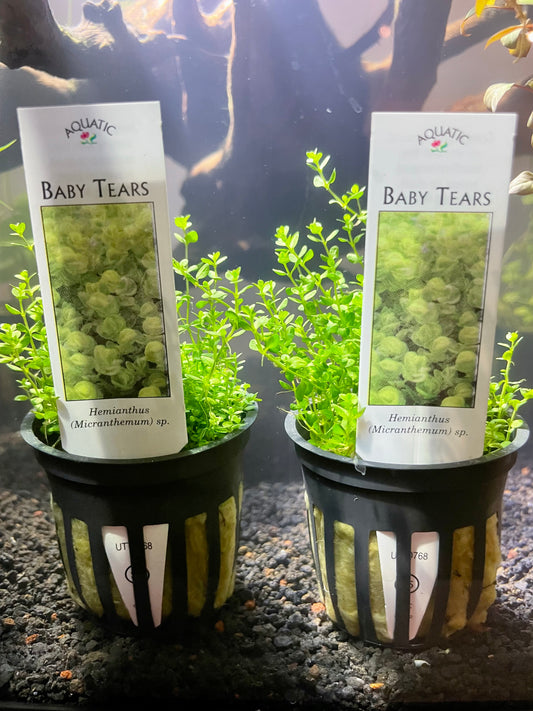 Baby Tears (Hemianthus micranthemum)