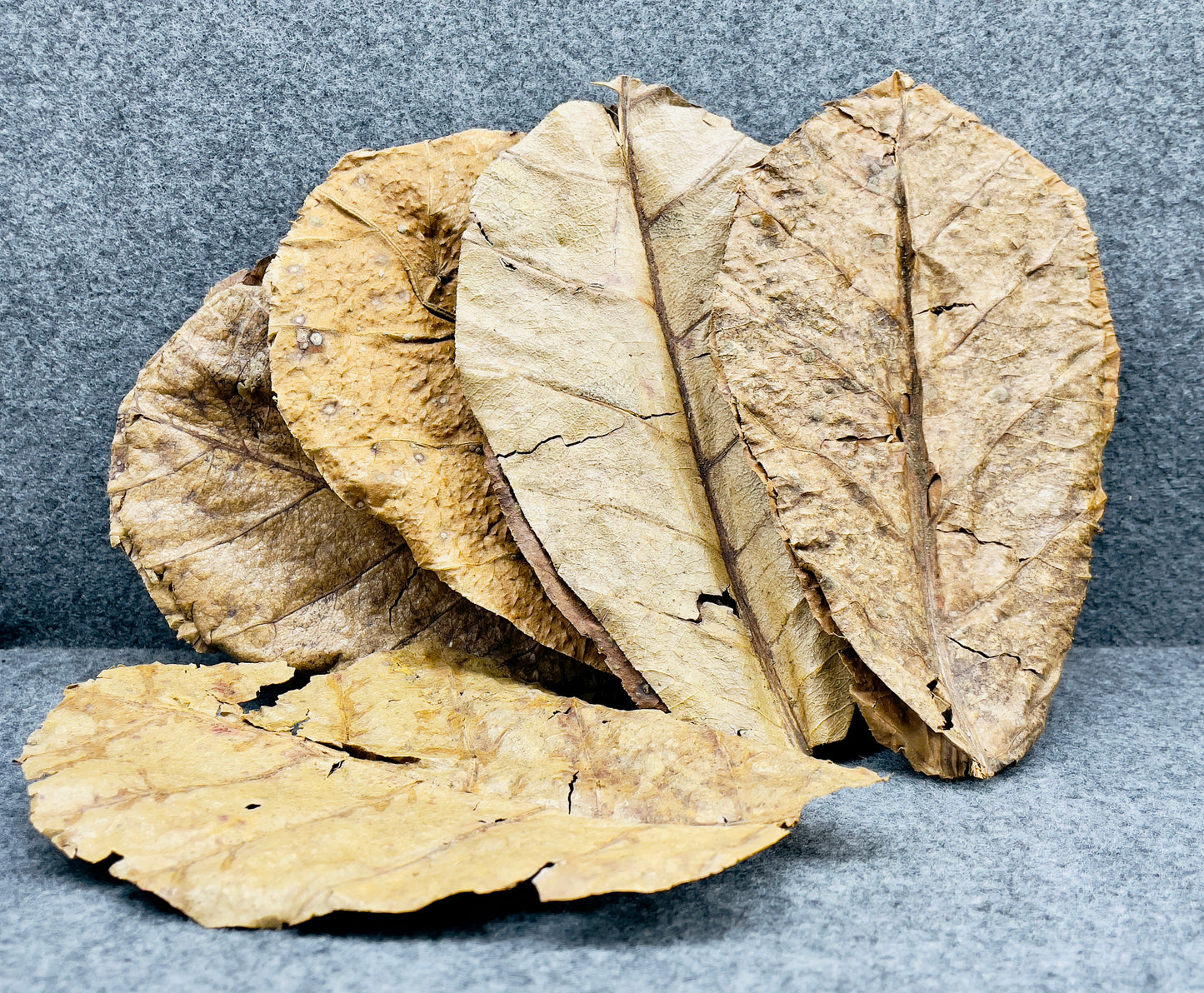 Indian Almond Leaves (Catappa Leaves)