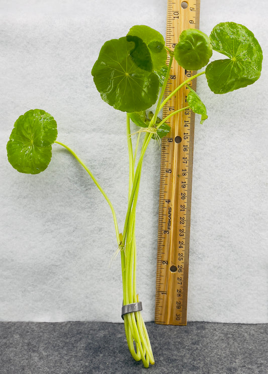 Pennywort Brazilian (HYDROCOTYLE LEUCOCEPH)