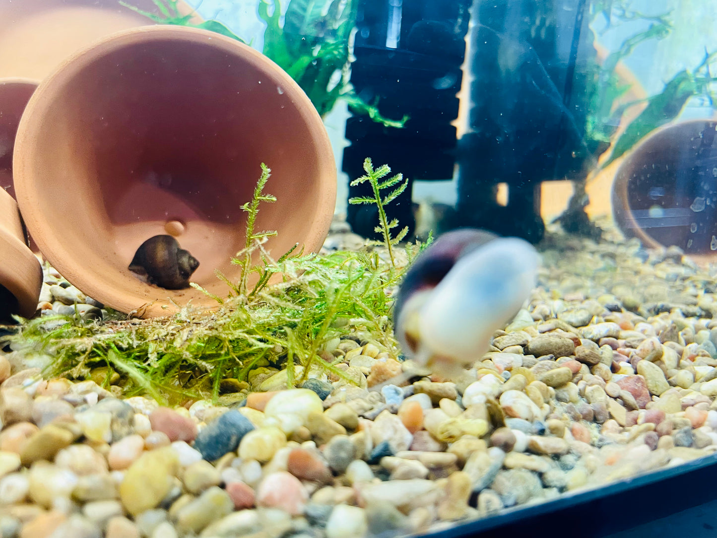 Albino Mystery Snail (Pomacea Bridgesii)