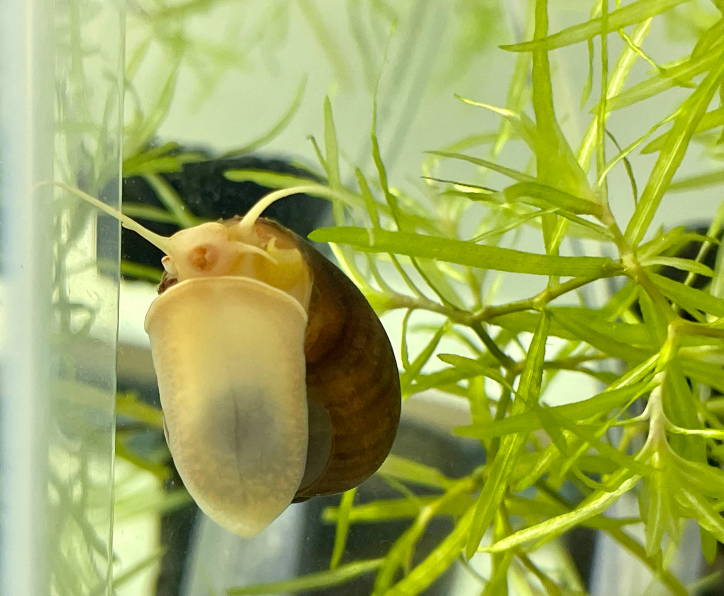 Magenta Mystery Snail (Pomacea bridgesii "Magenta")