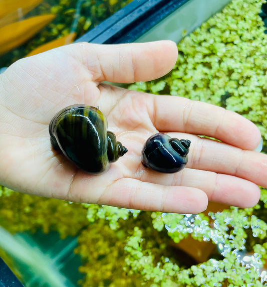 Black Mystery Snail (POMACEA BRIDGESII)