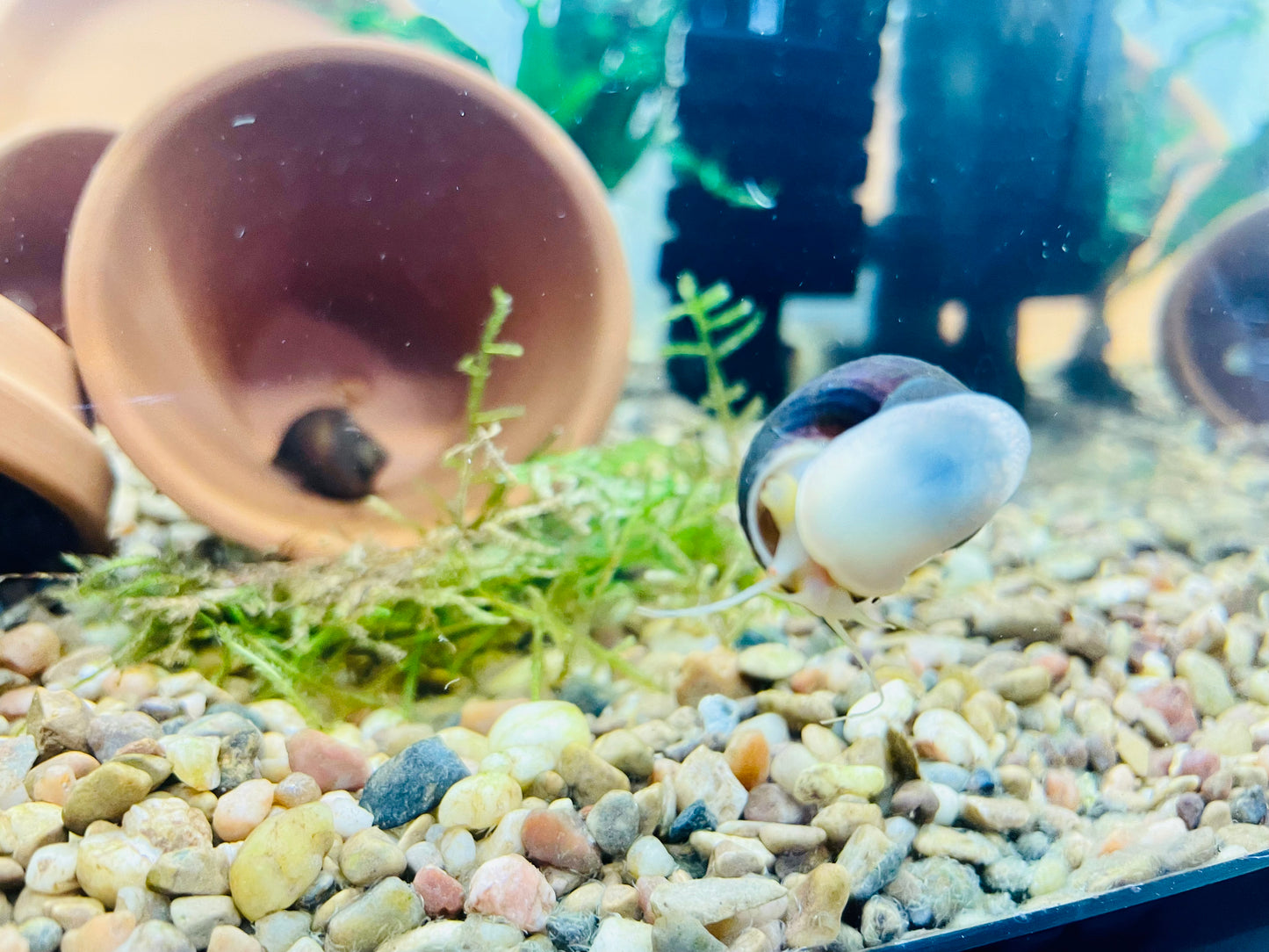 Albino Mystery Snail (Pomacea Bridgesii)