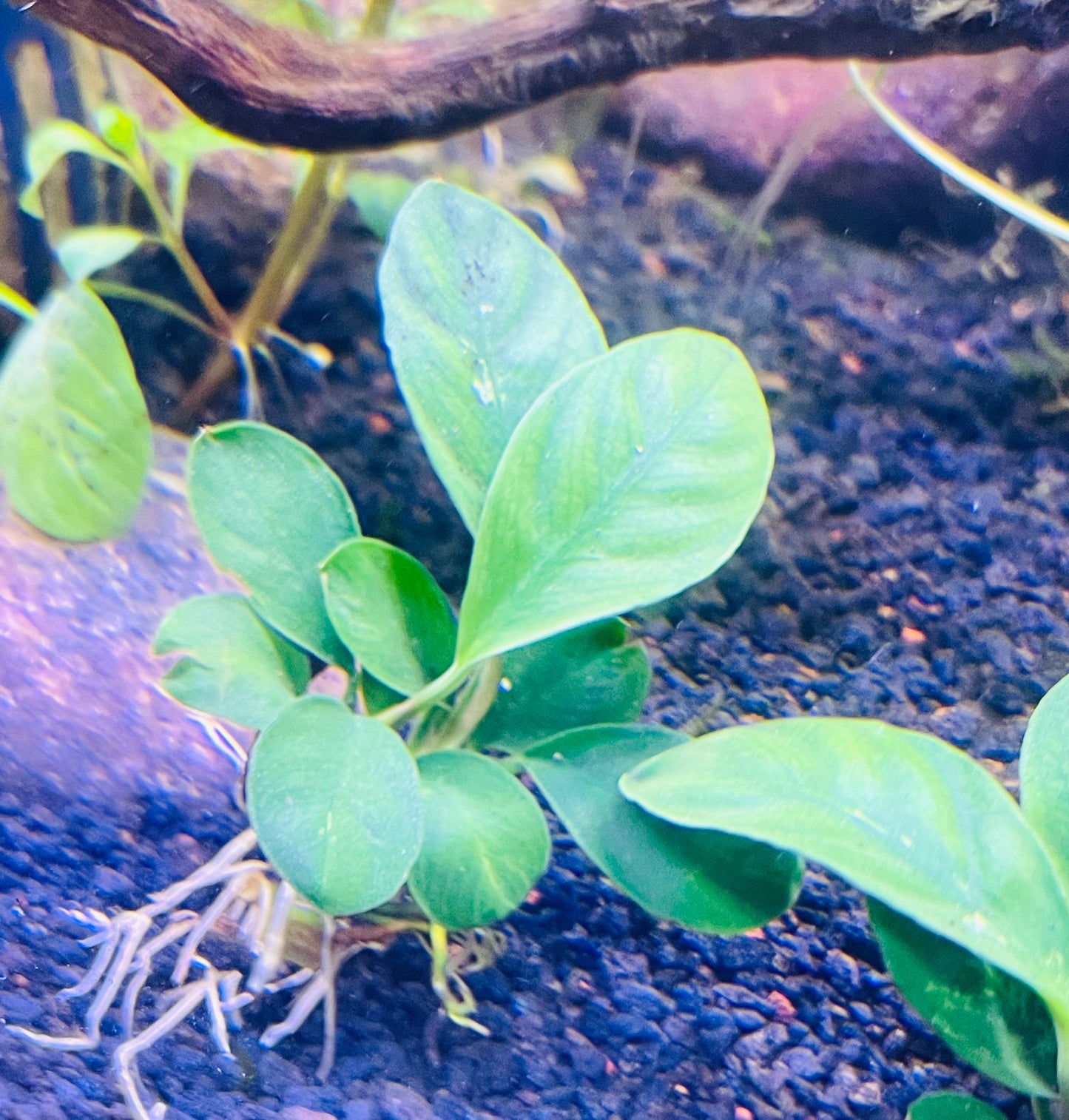 Anubias Coffeefolia (ANUBIAS BARTER var coffeefolia)