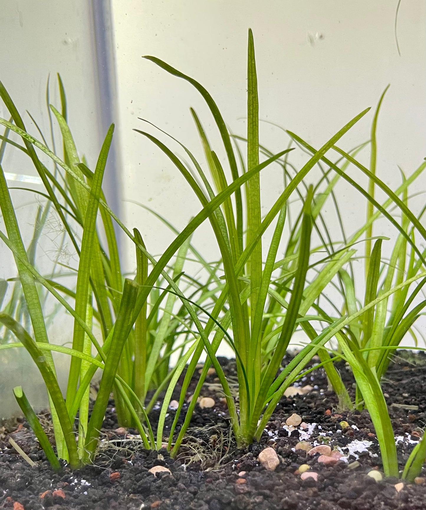 Dwarf Sagittaria (Sagittaria Subulata)