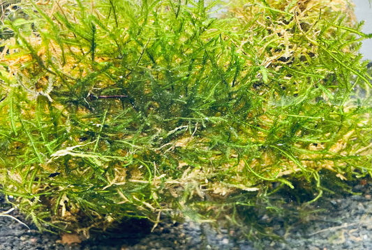 Java Moss