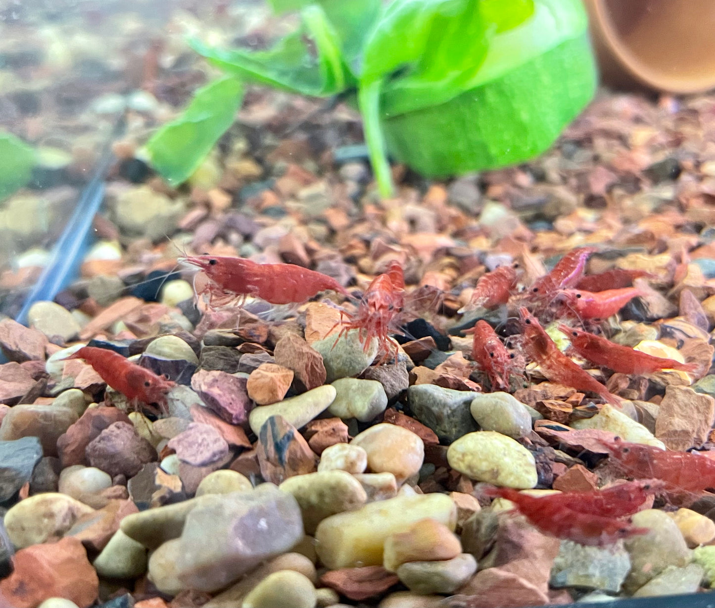 Red Cherry Shrimp (Neocaridina davidi)