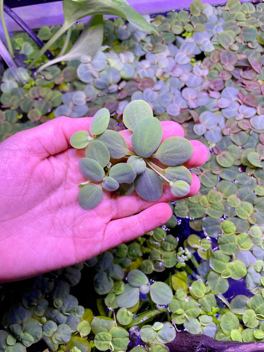 Water Lettuce (Pistia Stratiotes)