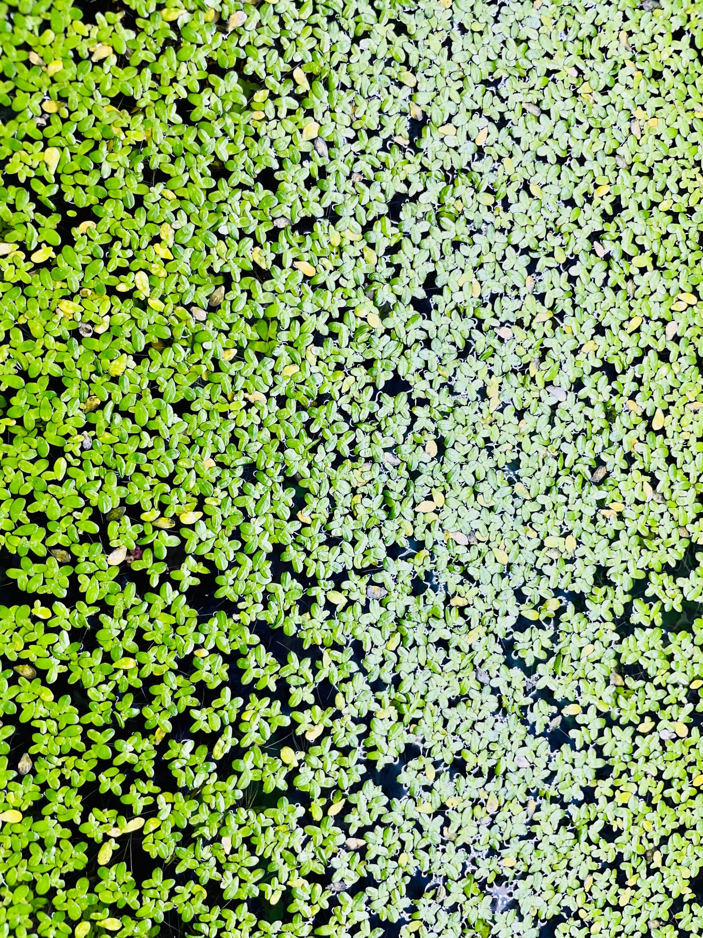 Duckweed (Lemna Minor)