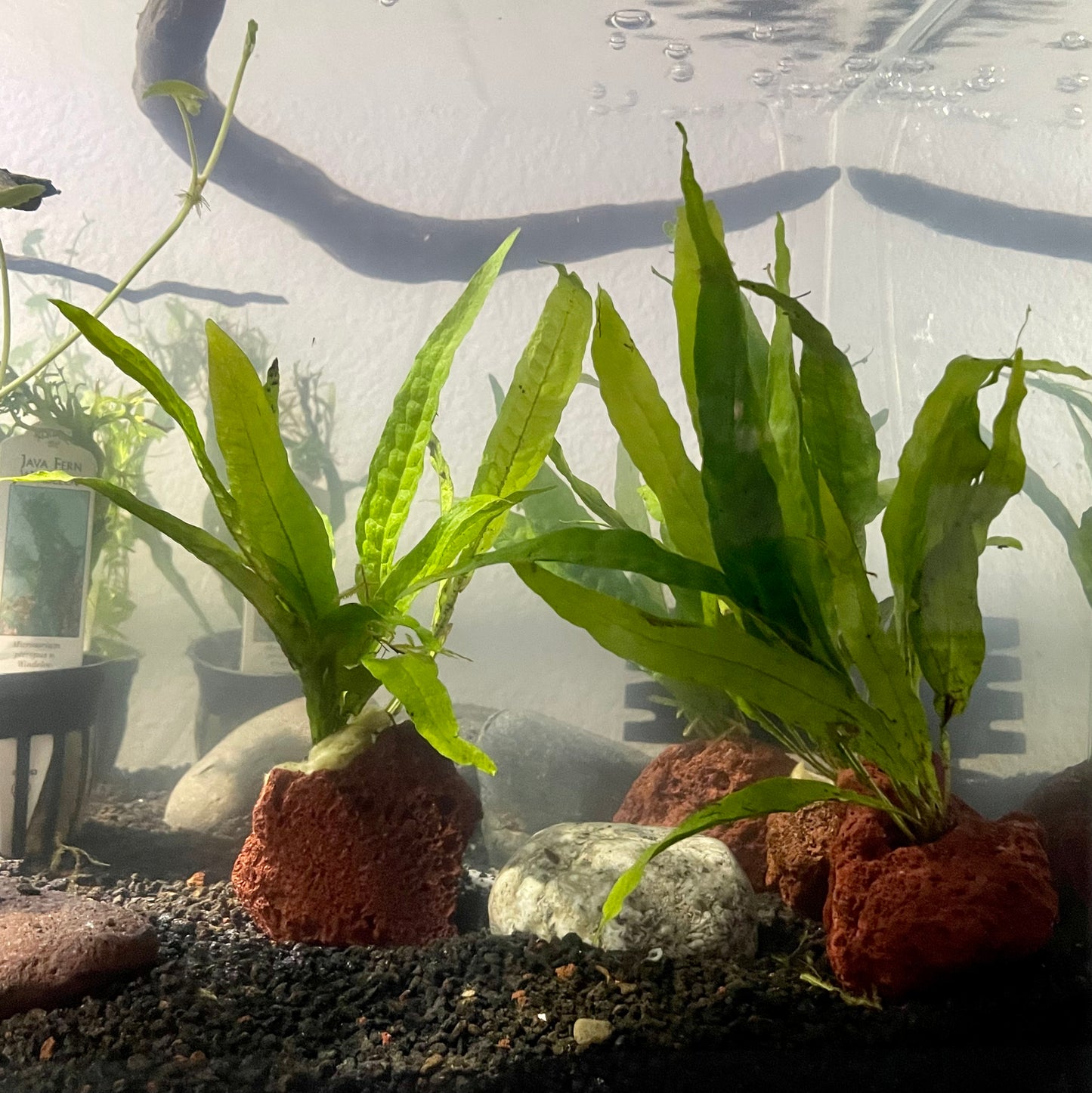 Java Fern on Volcanic Rock (MICROSORIUM PTEROPUS)