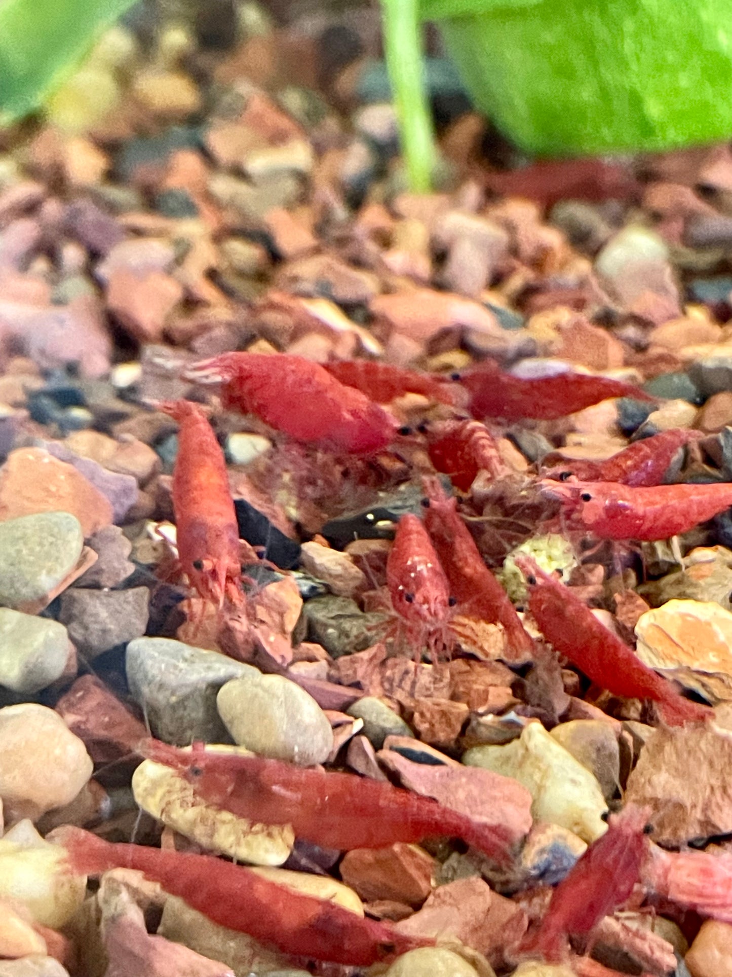 Red Cherry Shrimp (Neocaridina davidi)