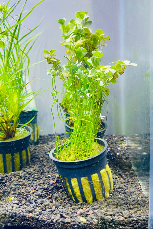 Four Leaf Clover (Marsilea quadrifolia)