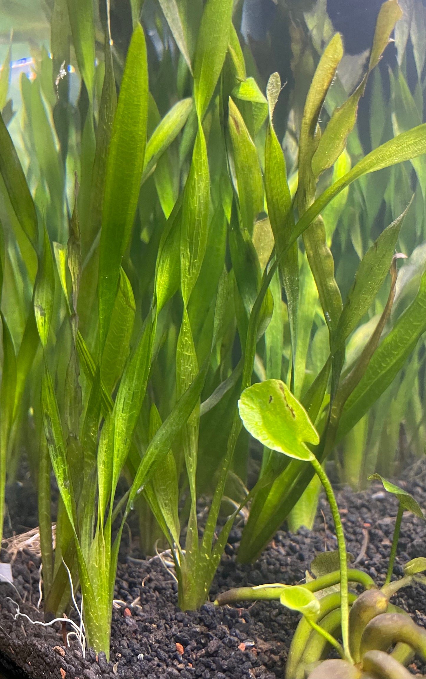 Red Jungle Val