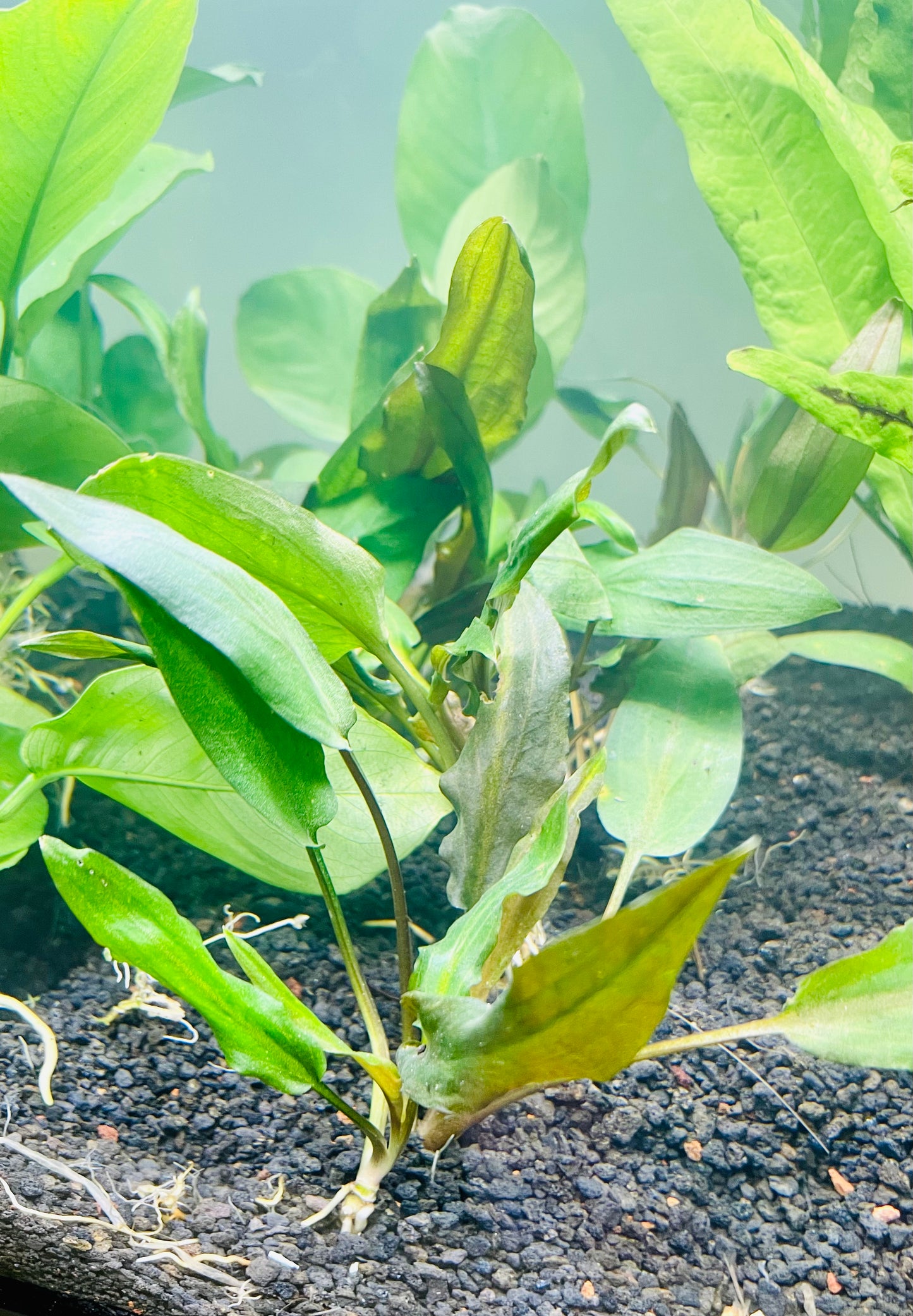 Assorted Swords (Echinodorus)