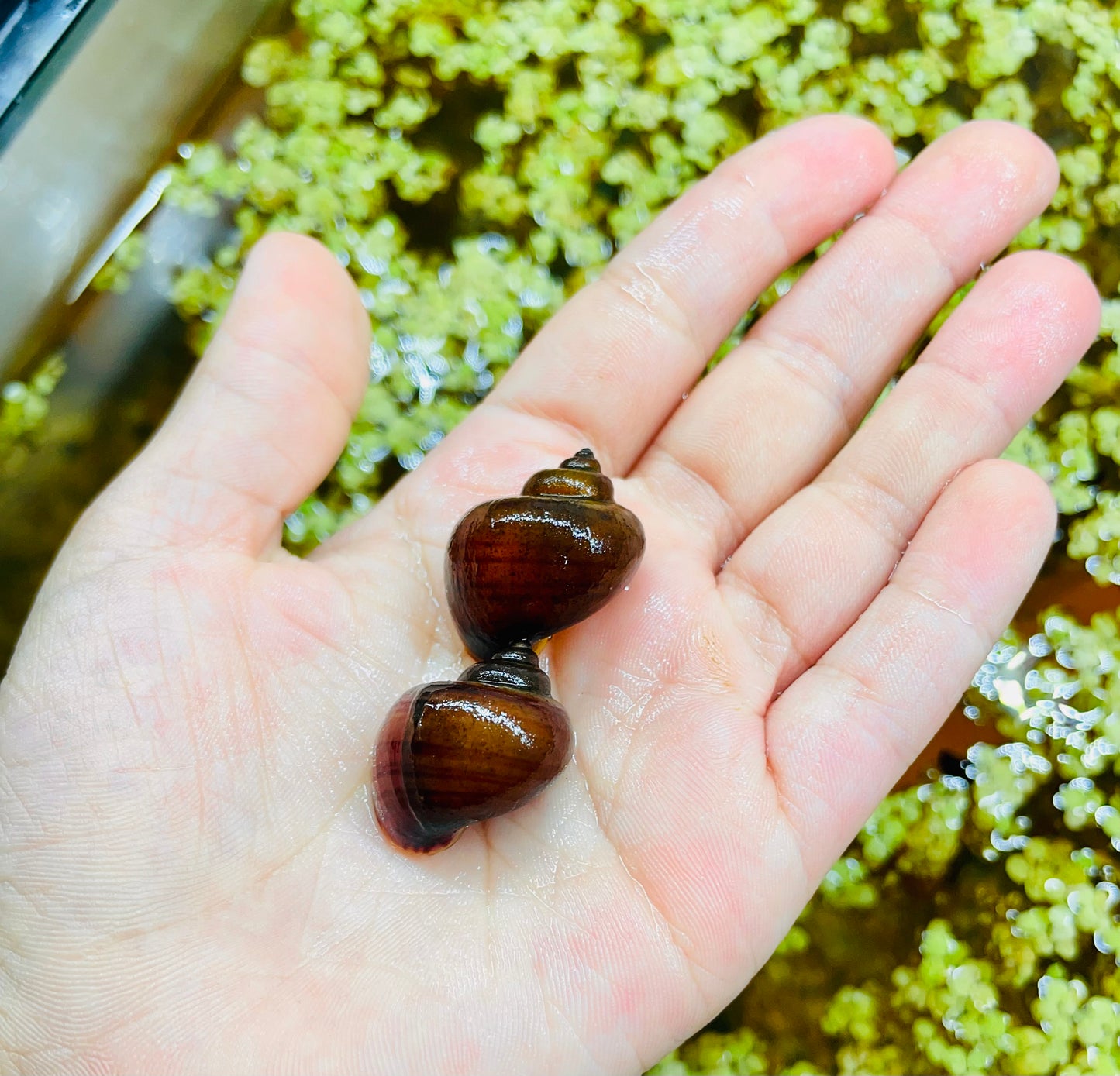 Magenta Mystery Snail (Pomacea bridgesii "Magenta")