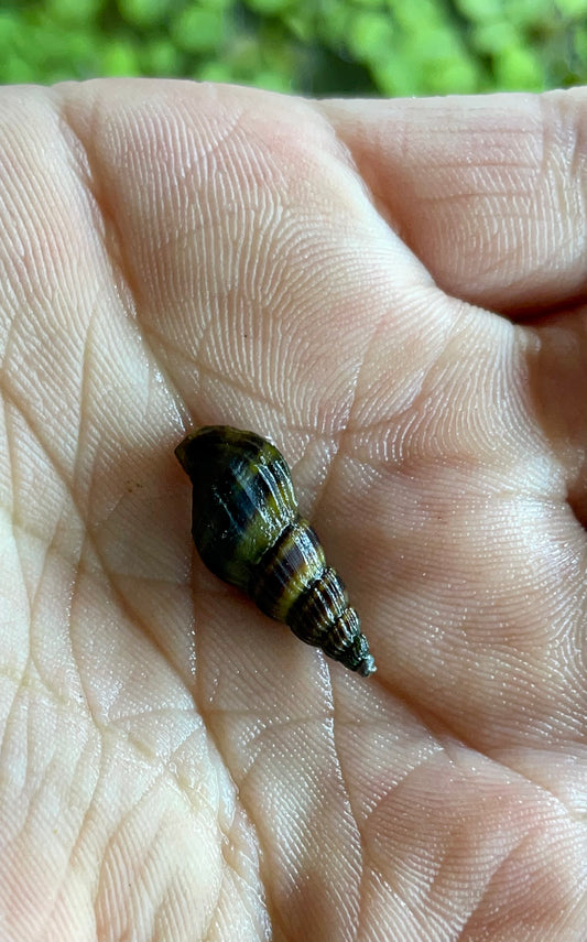 Assassin Snail (Clea helena)