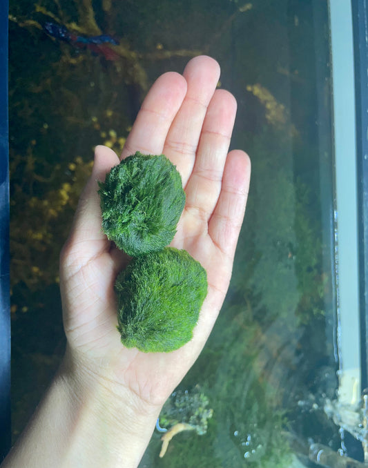 Marimo Moss Balls