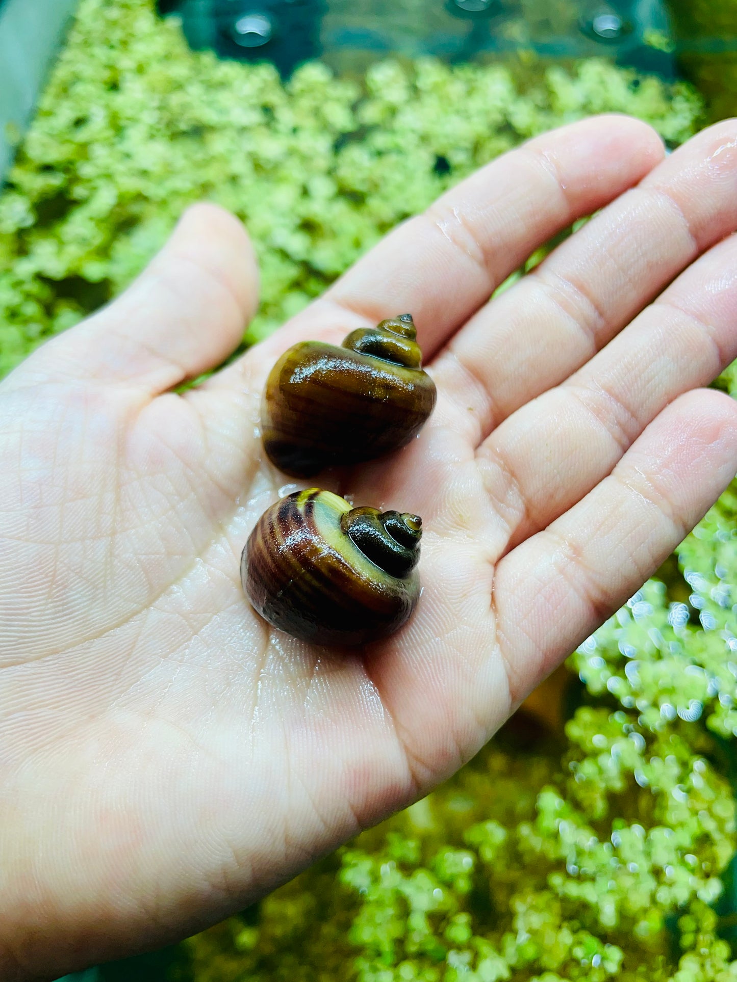 Magenta Mystery Snail (Pomacea bridgesii "Magenta")