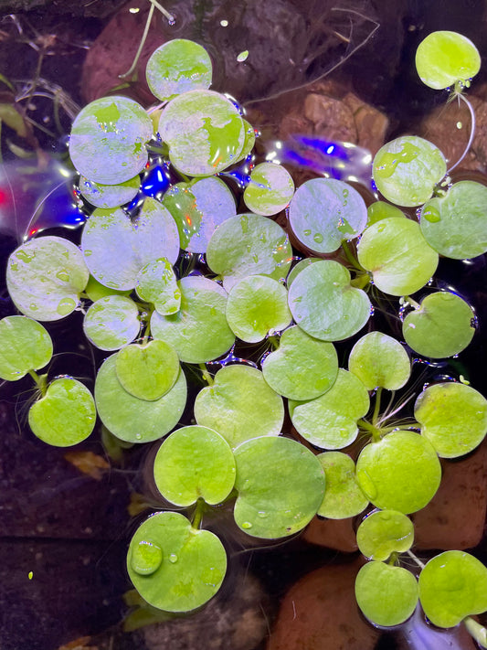 Frogbit (L. Spongia)