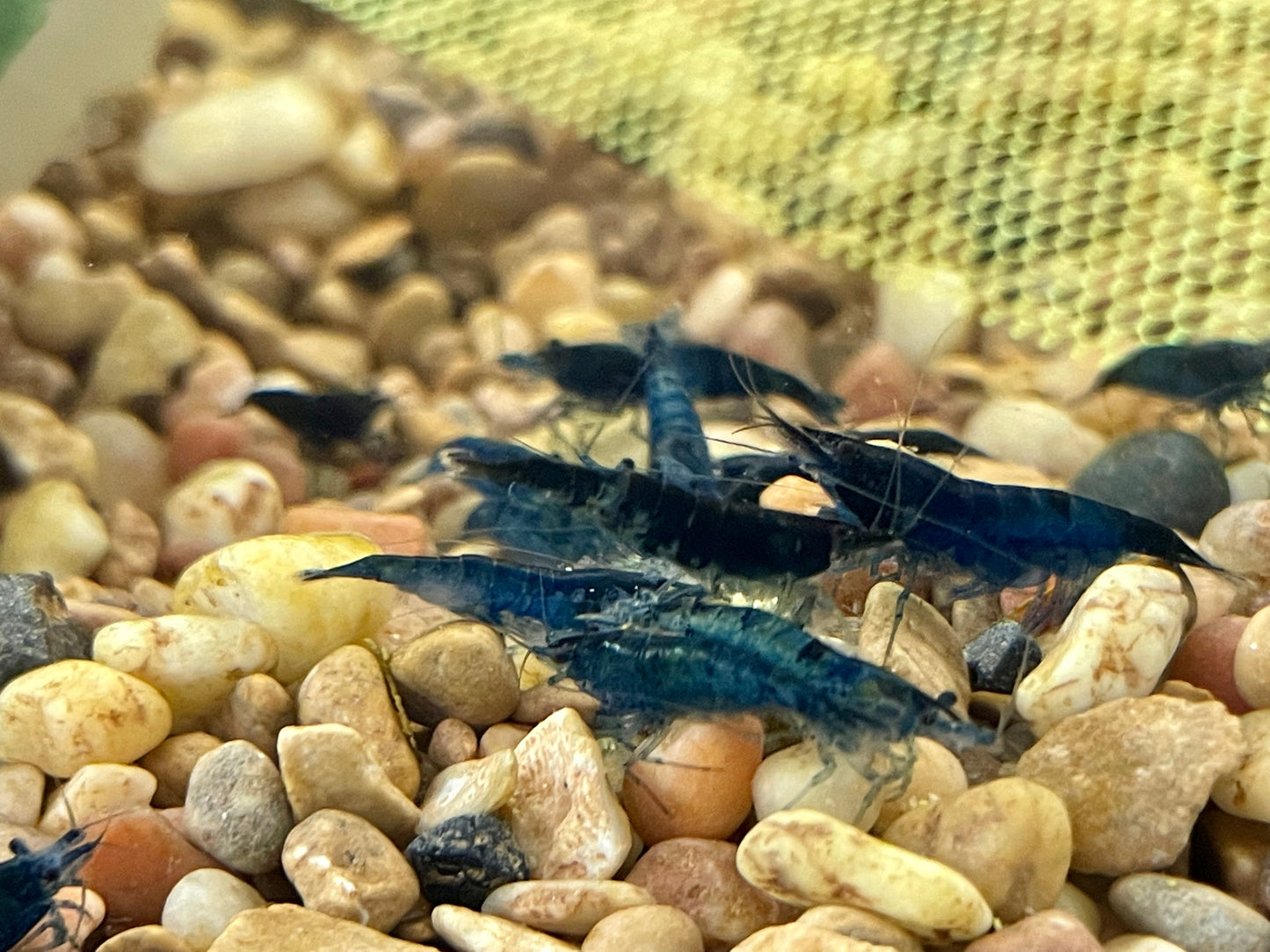 Blue Dream Shrimp (Neocaridina Davidi)