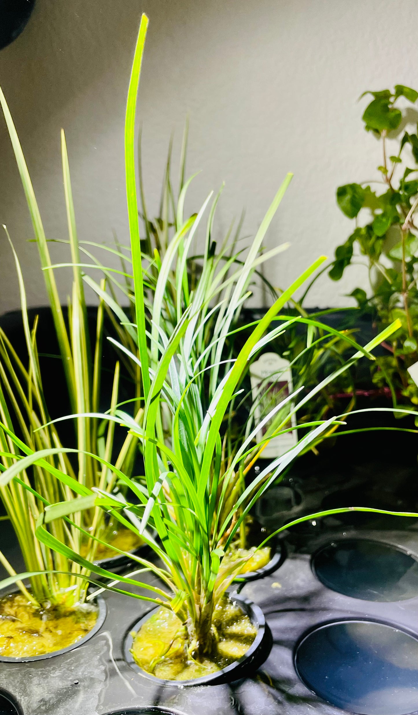 Mondo Grass (Ophiopogon Jaburan Green)