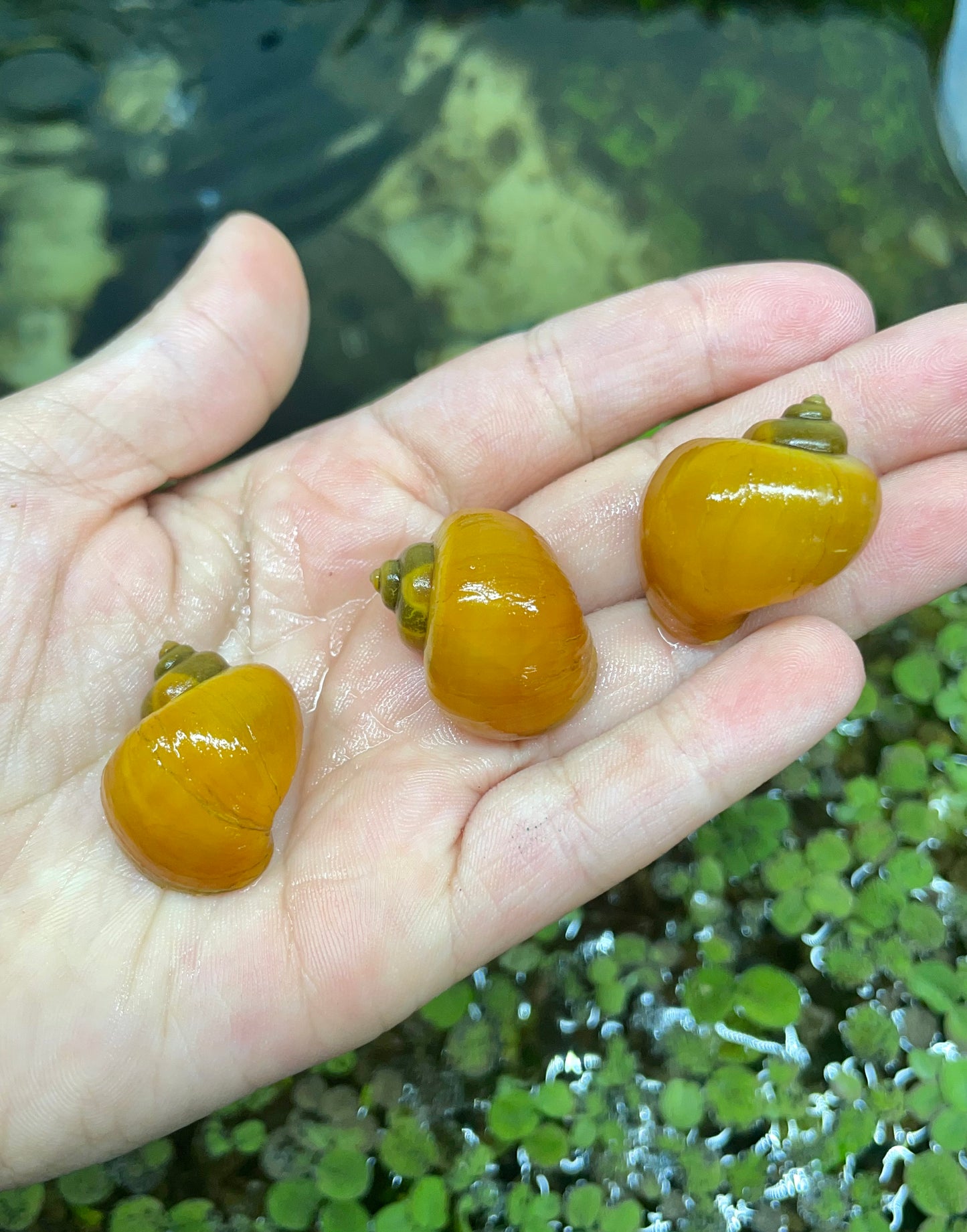 Gold Mystery Snails