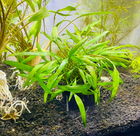 Lucens Plugs (CRYPTOCORYNE LUCENS)