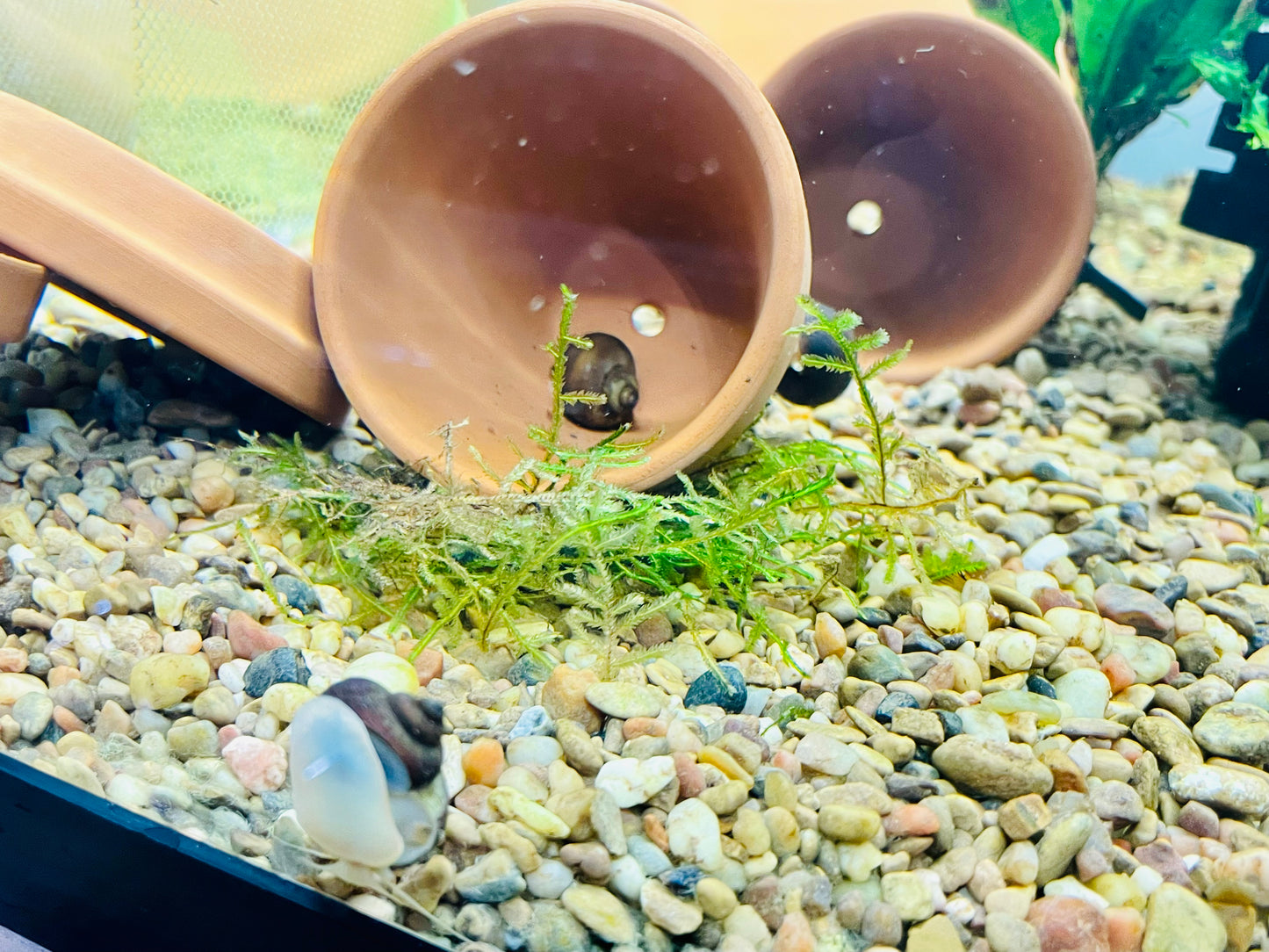 Albino Mystery Snail (Pomacea Bridgesii)