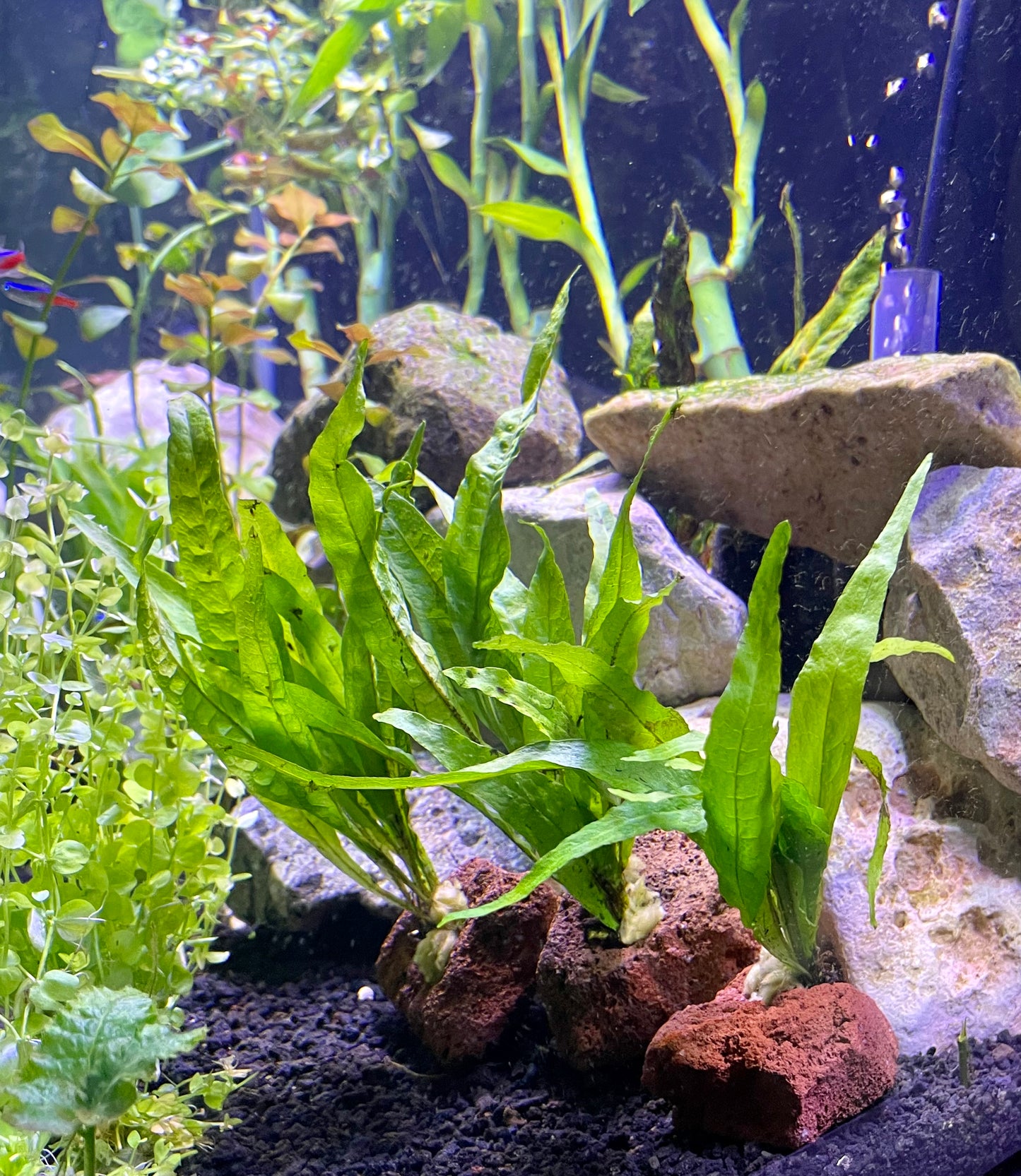 Java Fern on Volcanic Rock (MICROSORIUM PTEROPUS)